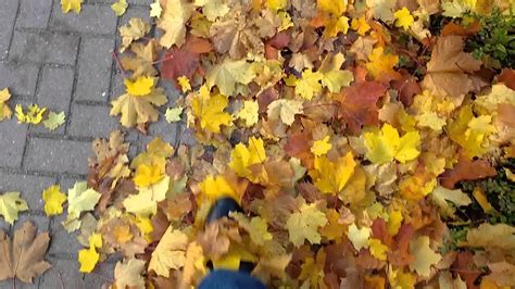 Rustle of leaves (3) - sound effect