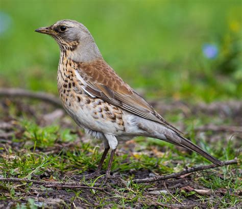 Turdus pilaris - sound effect