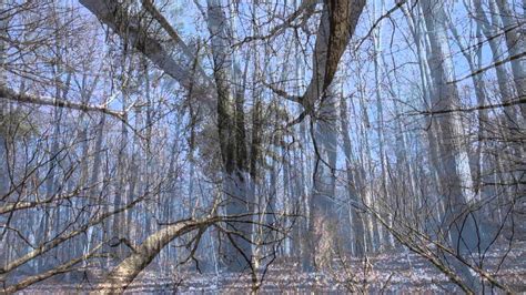 Wind in the big trees, creaking - sound effect