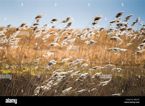 Wind in the grass - sound effect