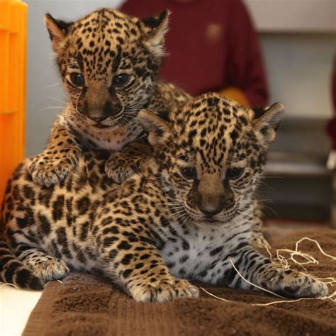 Two baby jaguars playing - sound effect