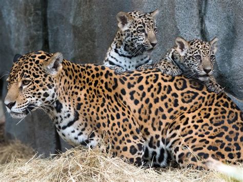 Two baby jaguars playing - sound effect