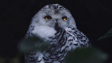 Owl, crickets, environmental sounds