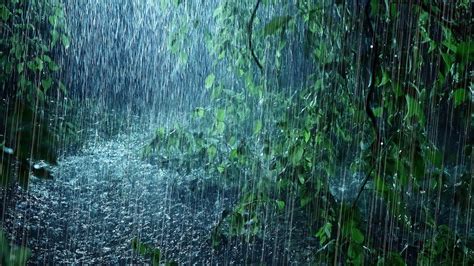 Not heavy rain on the leaves - sound effect