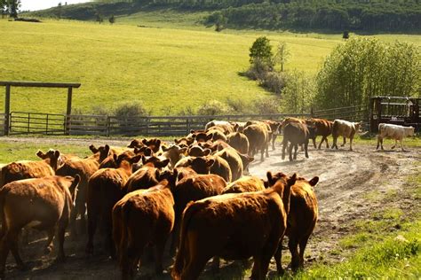 Herd of cattle runs in the distance - sound effect