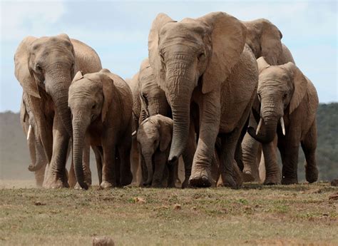 Herd of elephants - sound effect