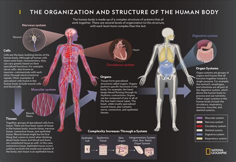 Anatomy, human body sound effects