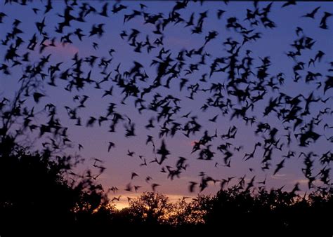 Flock of bats chirp and rustle - sound effect