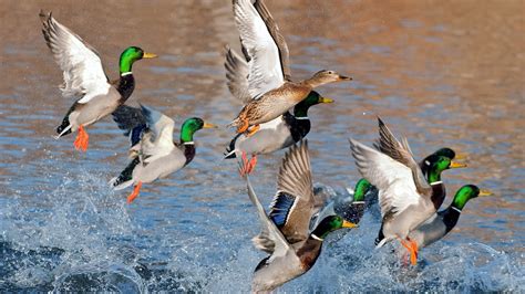 Flock of ducks - sound effect