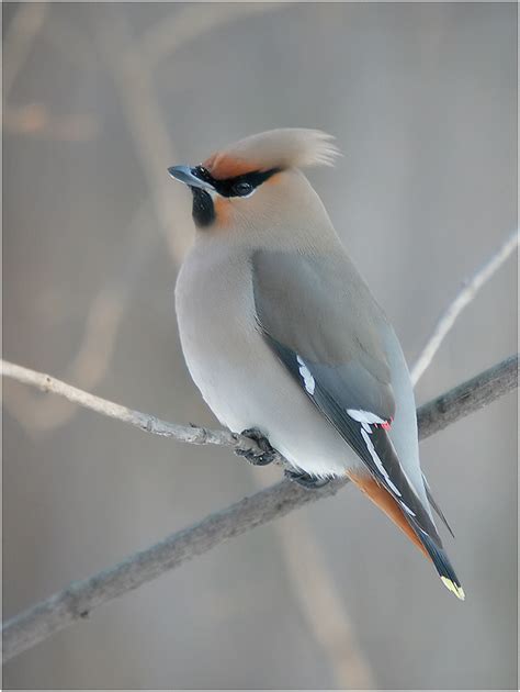 Bombicilla garrulus - sound effect