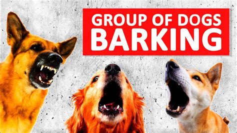 Pack, group of dogs barking - sound effect
