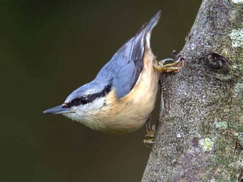 Nuthatch sound effects