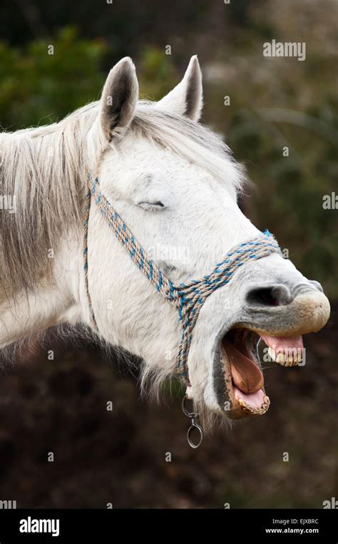 Quiet neighing horse - sound effect