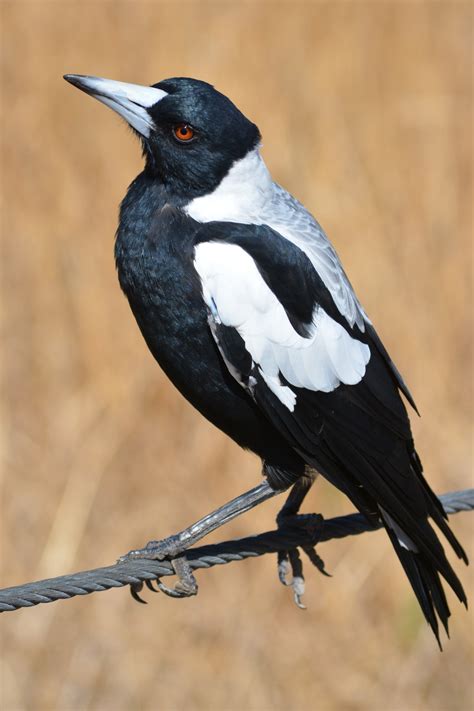 Magpie sound effects