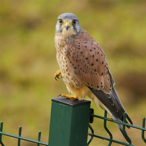 Kestrel sound effects