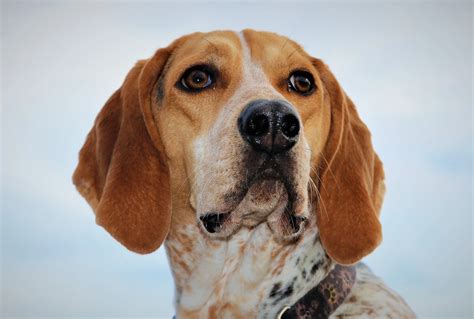 Harassment by english hounds - sound effect