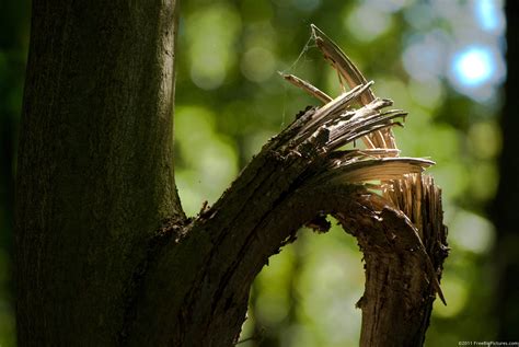 Crackling of a tree branch - sound effect