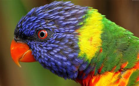 Tropical birds - sound effect