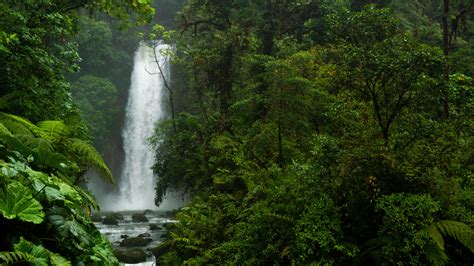 Tropical south american forest, sound of a waterfall