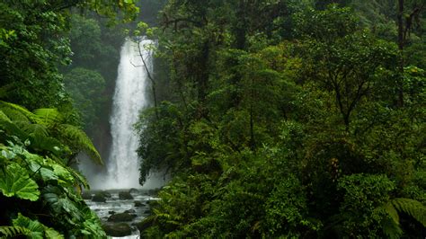 Tropical south american forest, sound of a waterfall