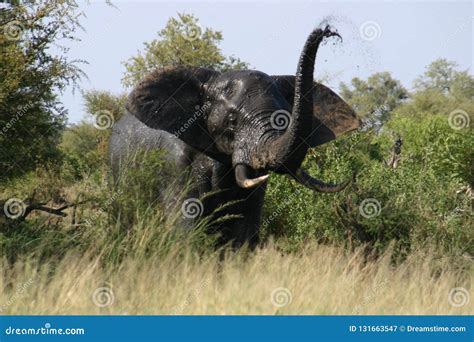 An angry elephant trumpets - sound effect