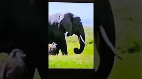 Trumpeting elephant (3 times) - sound effect