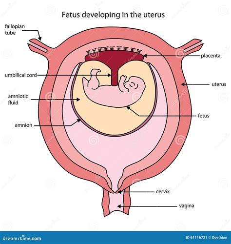 Womb, womb, viscera - sound effect