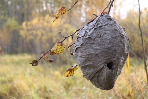 Bee hive - sound effect