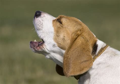 Dogs, barking dogs sound effects