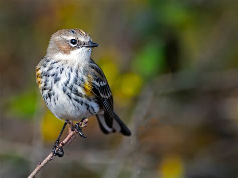 Warbler sound effects