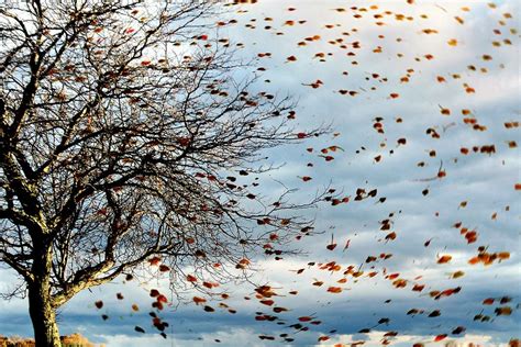 Wind blows through leaves of trees - sound effect