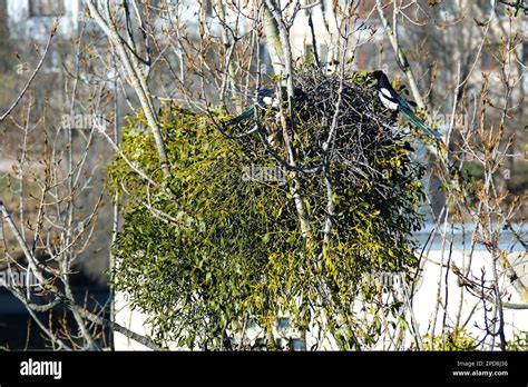 Wind shakes trees, birds - sound effect