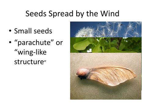 Wind disperses small debris (2) - sound effect