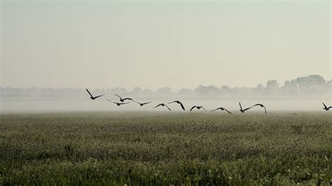 Wind of medium strength on the plain (birds in the background) - sound effect