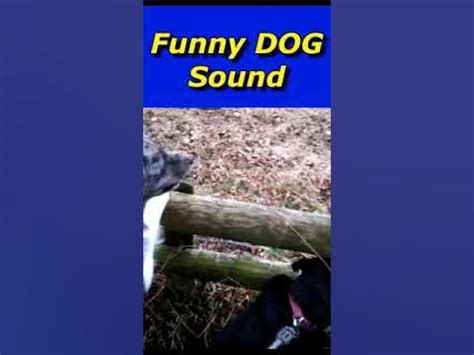 Dog squeal - sound effect