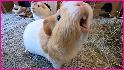 Guinea pig squeal - sound effect