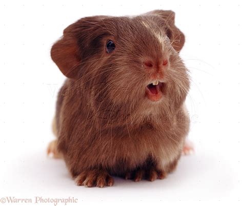 Guinea pig squeal - sound effect