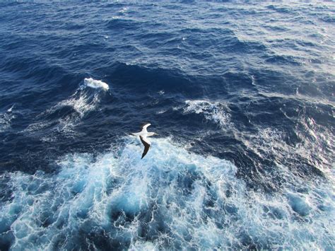 Water, ocean waves, lungs, wind and seagulls - sound effect