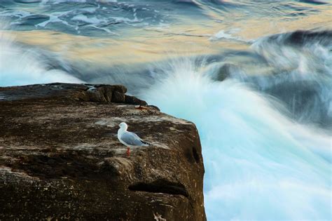 Water, ocean waves roll, seagulls, surf, coast - sound effect