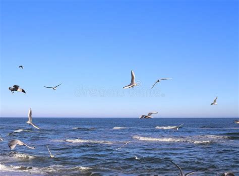 Water, ocean waves roll, seagulls, surf, coast - sound effect