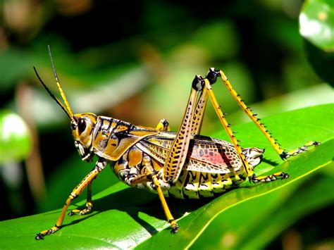 Grasshoppers sound effects