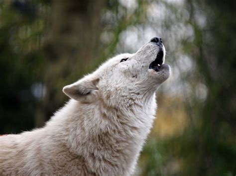 Wolf howling and dog barking - sound effect