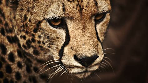 Grunting leopard, wild cats - sound effect