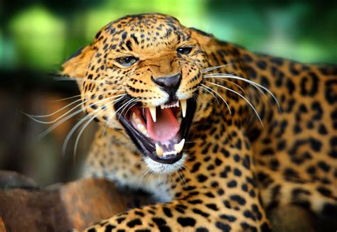 Grunting leopard, wild cats - sound effect