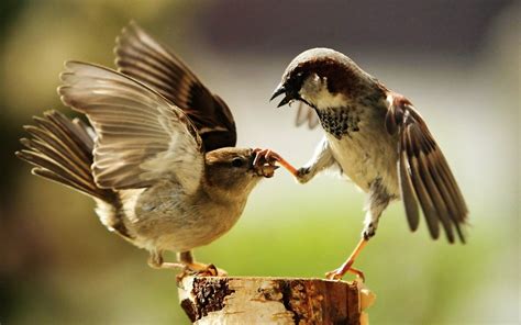 Sparrows (2) - sound effect
