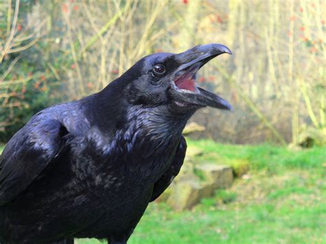 Crow croaks several times - sound effect