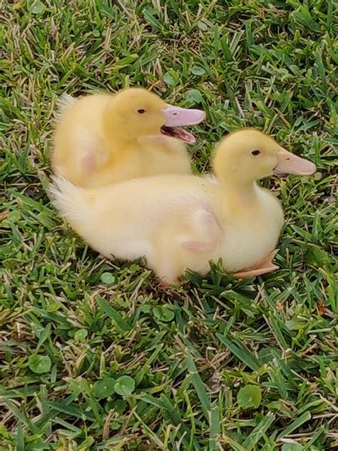 Two week old duckling - sound effect