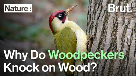 Woodpecker knocking on wood - sound effect