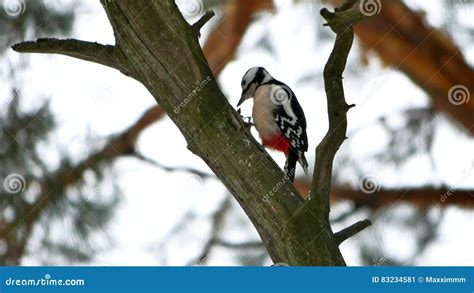 Woodpecker knocking on wood - sound effect