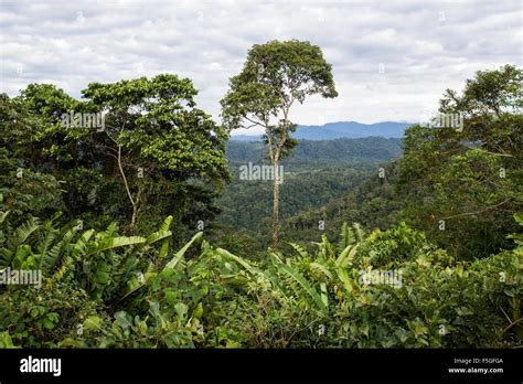 Jungle, south america, daytime sounds